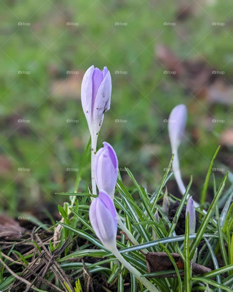 Light purple flowers at the cusp of blooming: early signs of spring. Green grass blurred in the background