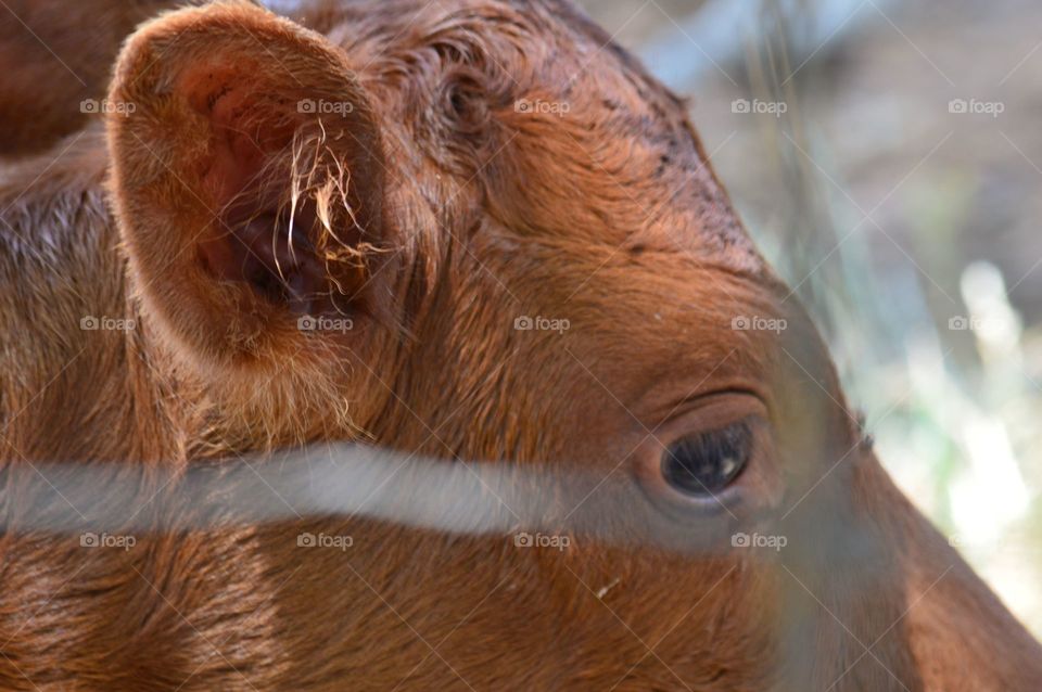 Shorthorn cross calf. 