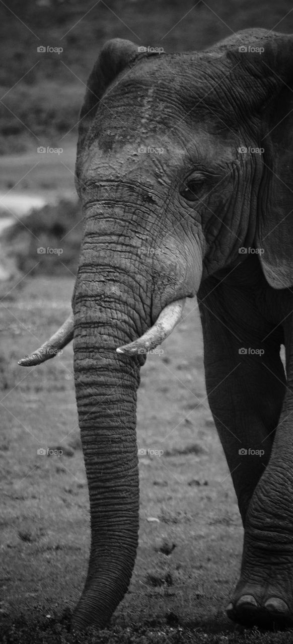 elephant in black and white