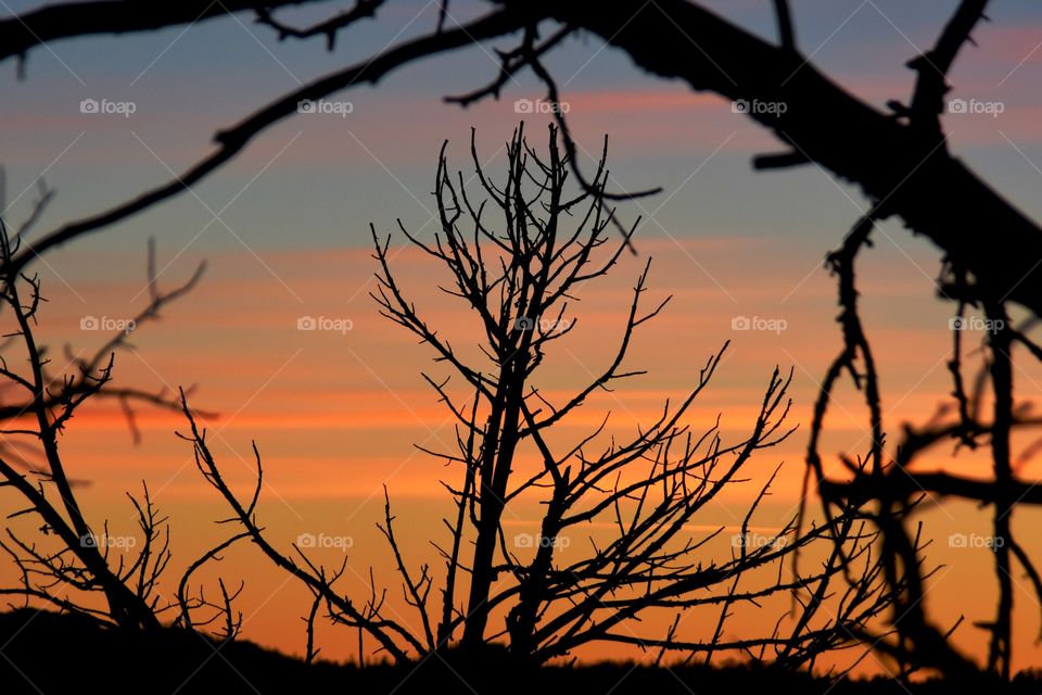 Silhouetted branches of barren winter trees exhibit varying focus based on the depth of field and range.  these are presented against a colorful sunrise.