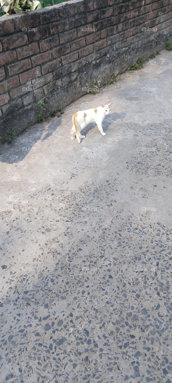 The cat is thinking something.