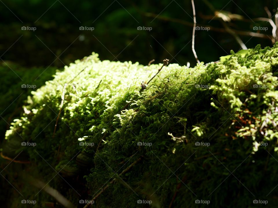 Green sunny moss on a fallen tree in forest