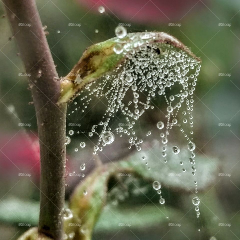 one of best pic that i love most.This pic take lot of time .It is little difficult but it's amazing i love this pic, really nice one i hope you also love this pic when you see this special pic. one of my best.
In this pic water droplets are falling from a leaves during rainy day.
