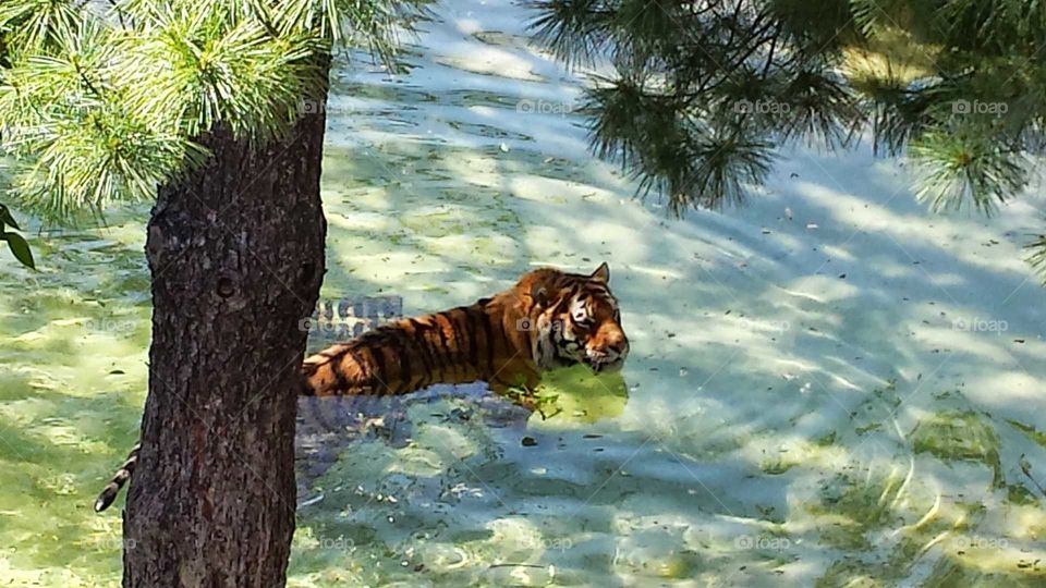 tiger taking a dip