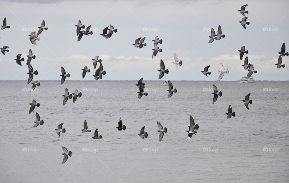 Doves over the Baltic Sea 