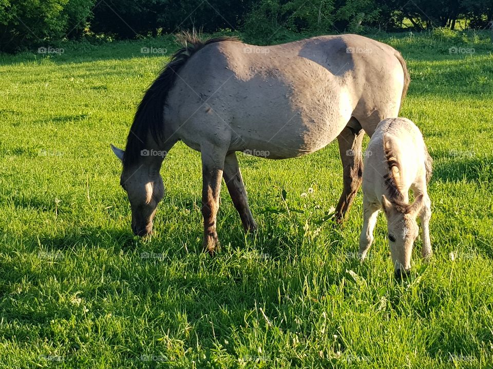 Mother and her foal grasping some grass in warm spring day