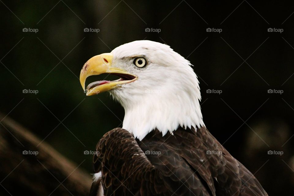 closeup of bald eagle.