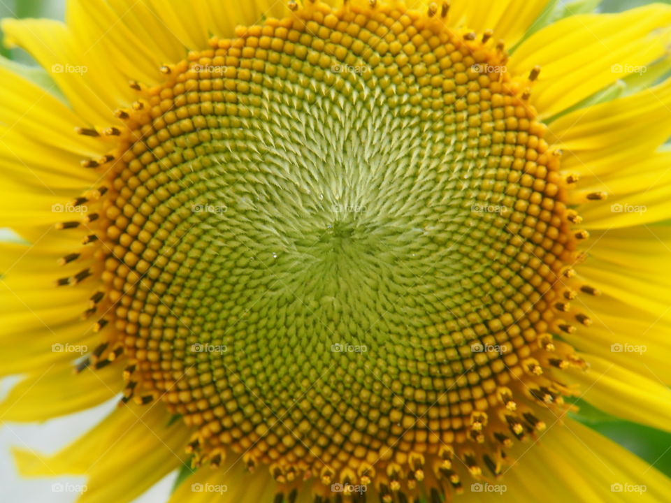 Close up of sunflower