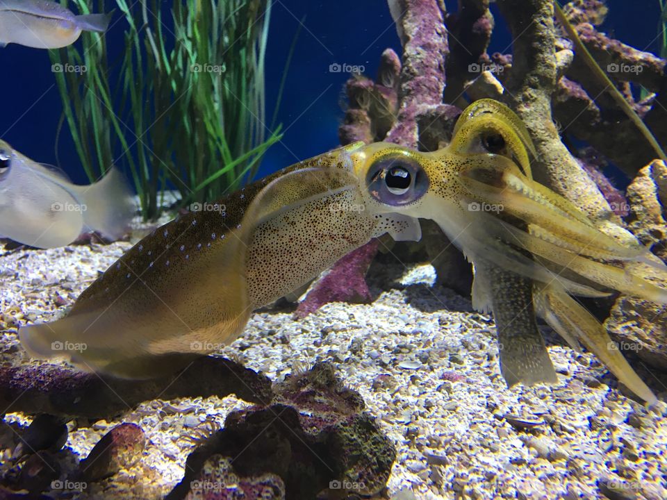 Yellow squid eating fish 
