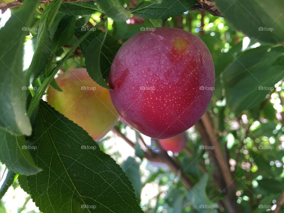 Summer fruit, plums