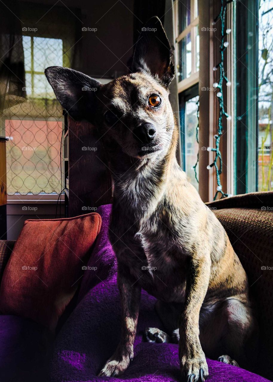 Small brindle dog with huge bat ears staring at camera, sitting on a couch.