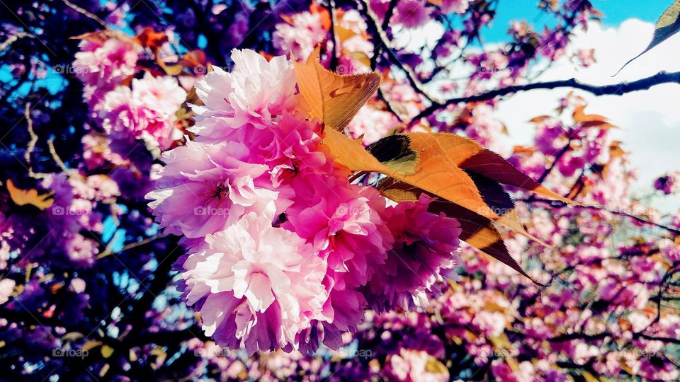 cherry flowers in springtime