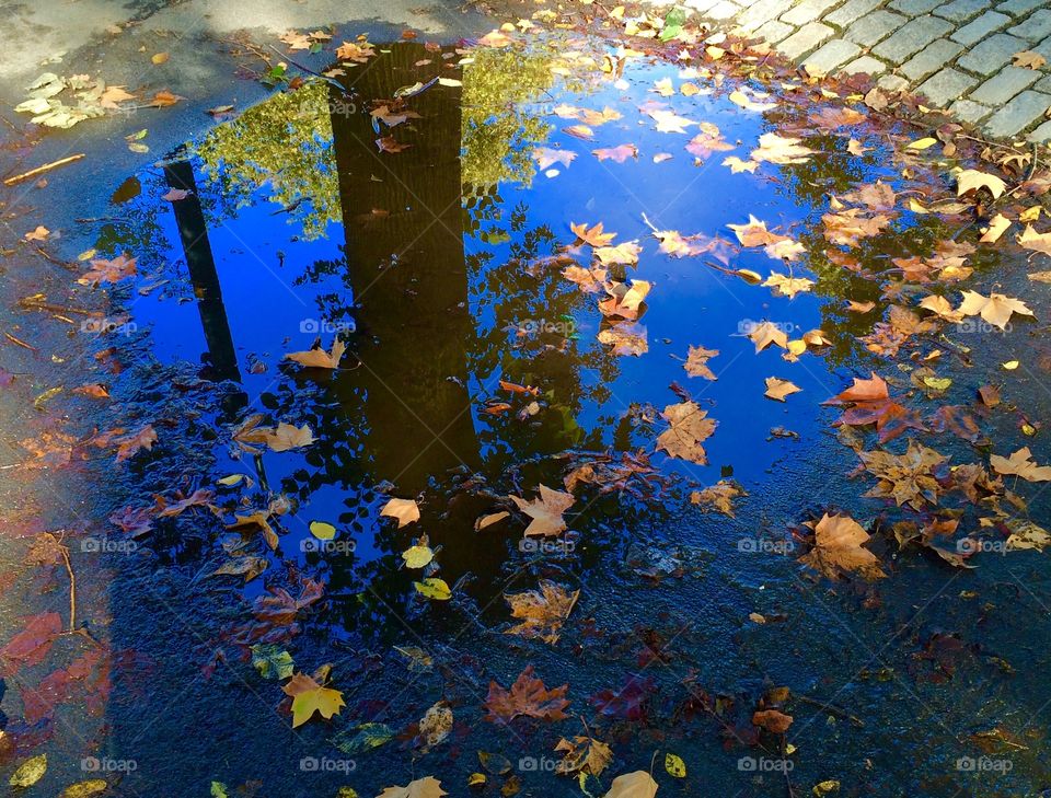 Puddle in Central Park
