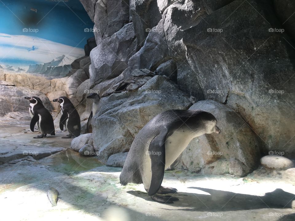 Penguins