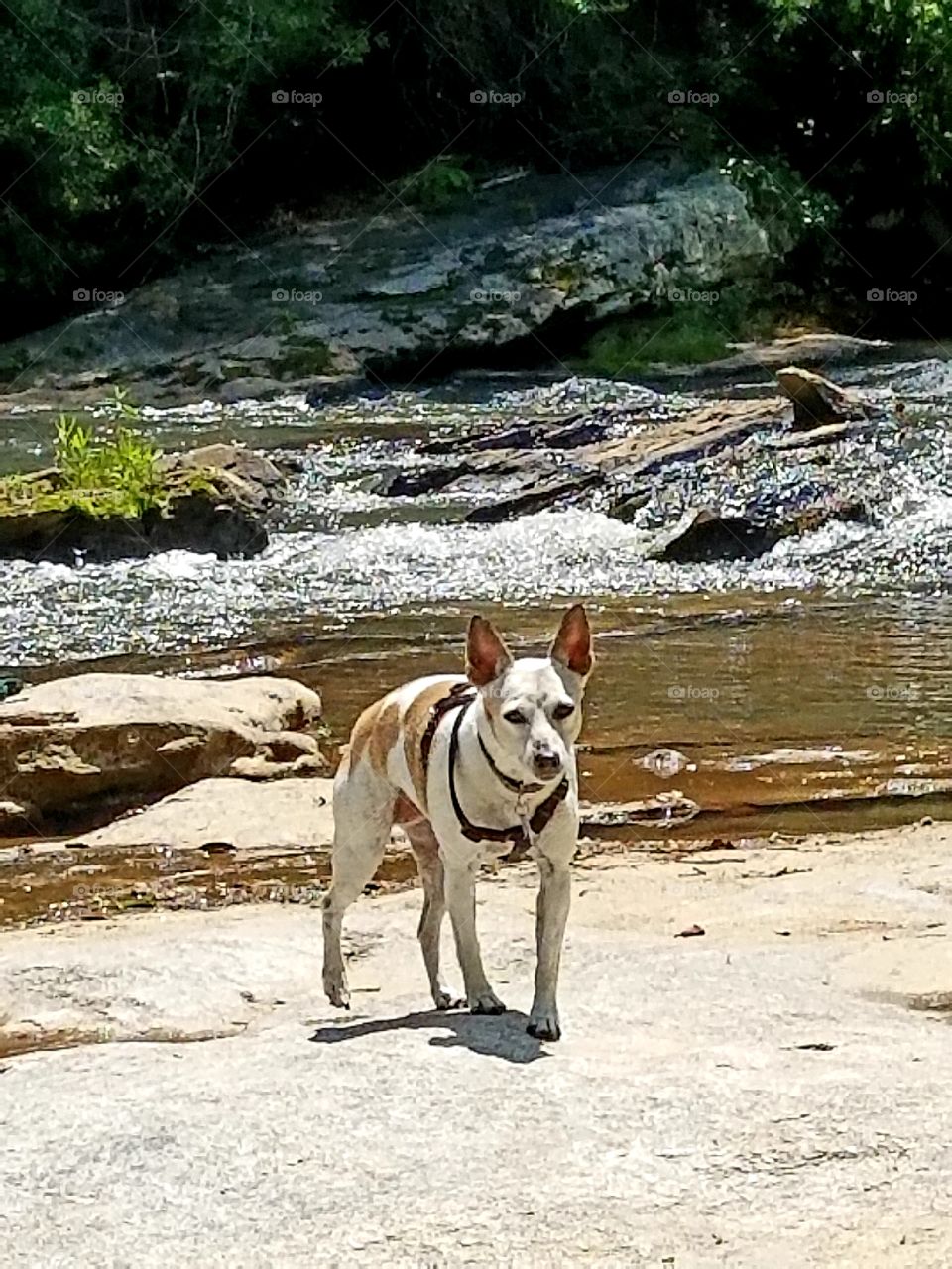 Hiking with Pixie Moon 
5/11/2018