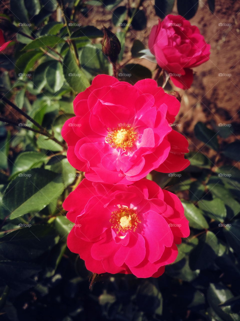 the most beautiful rose flowers in my garden
