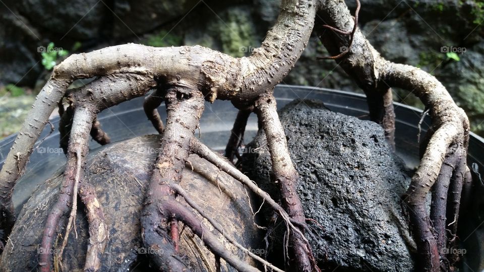 bonsai tree root