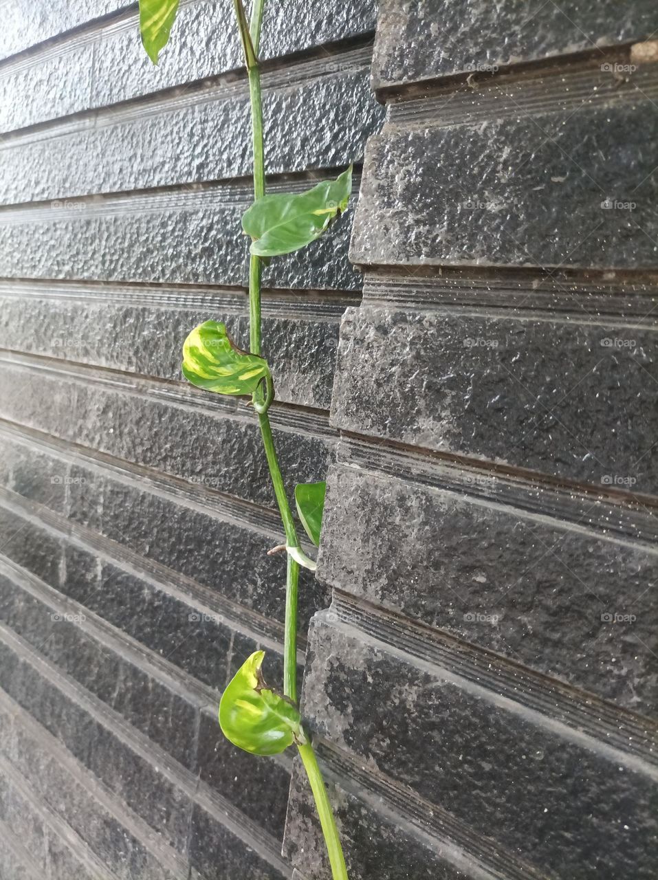 Epipremnum aureum is a semi epiphytic vine that is commonly planted by people to decorate their yard or roo