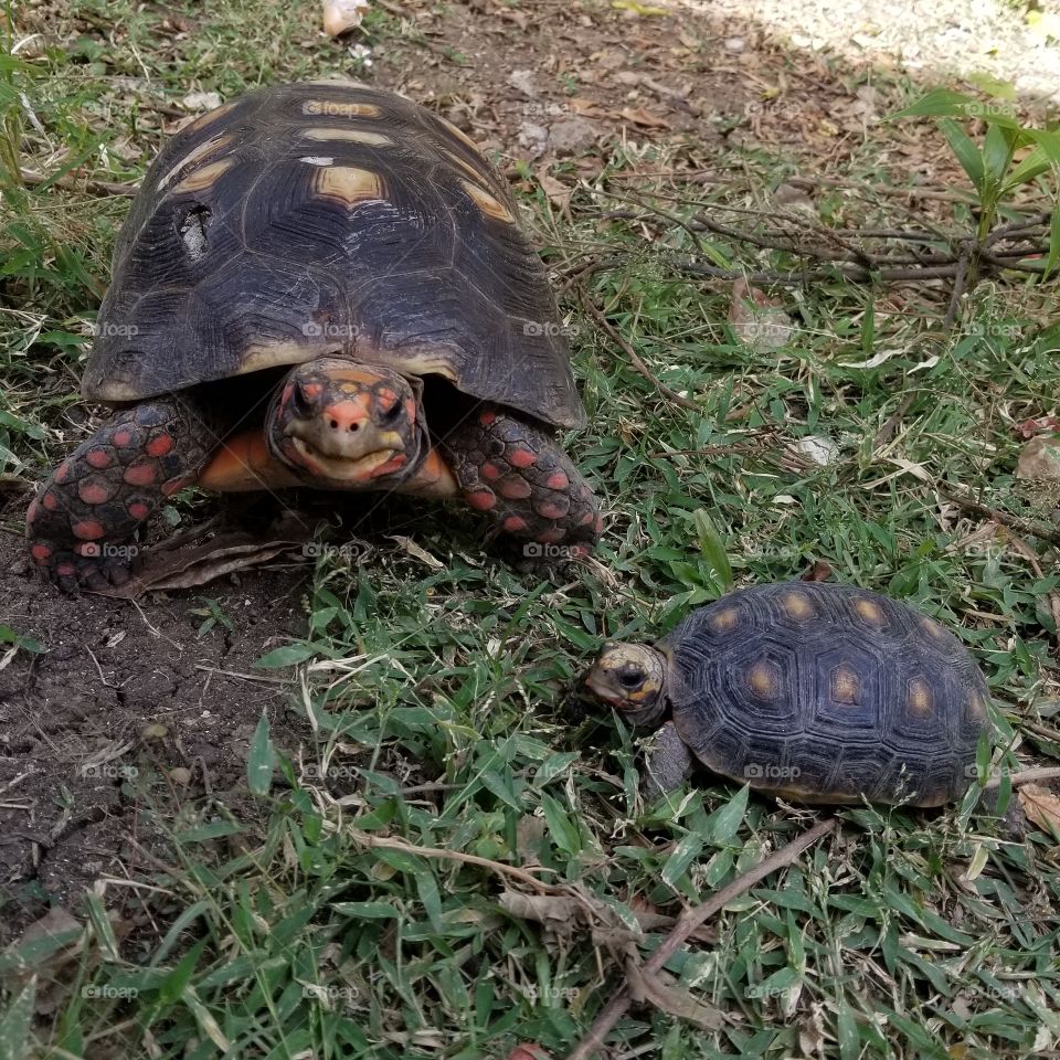 Land turtles on Bequia