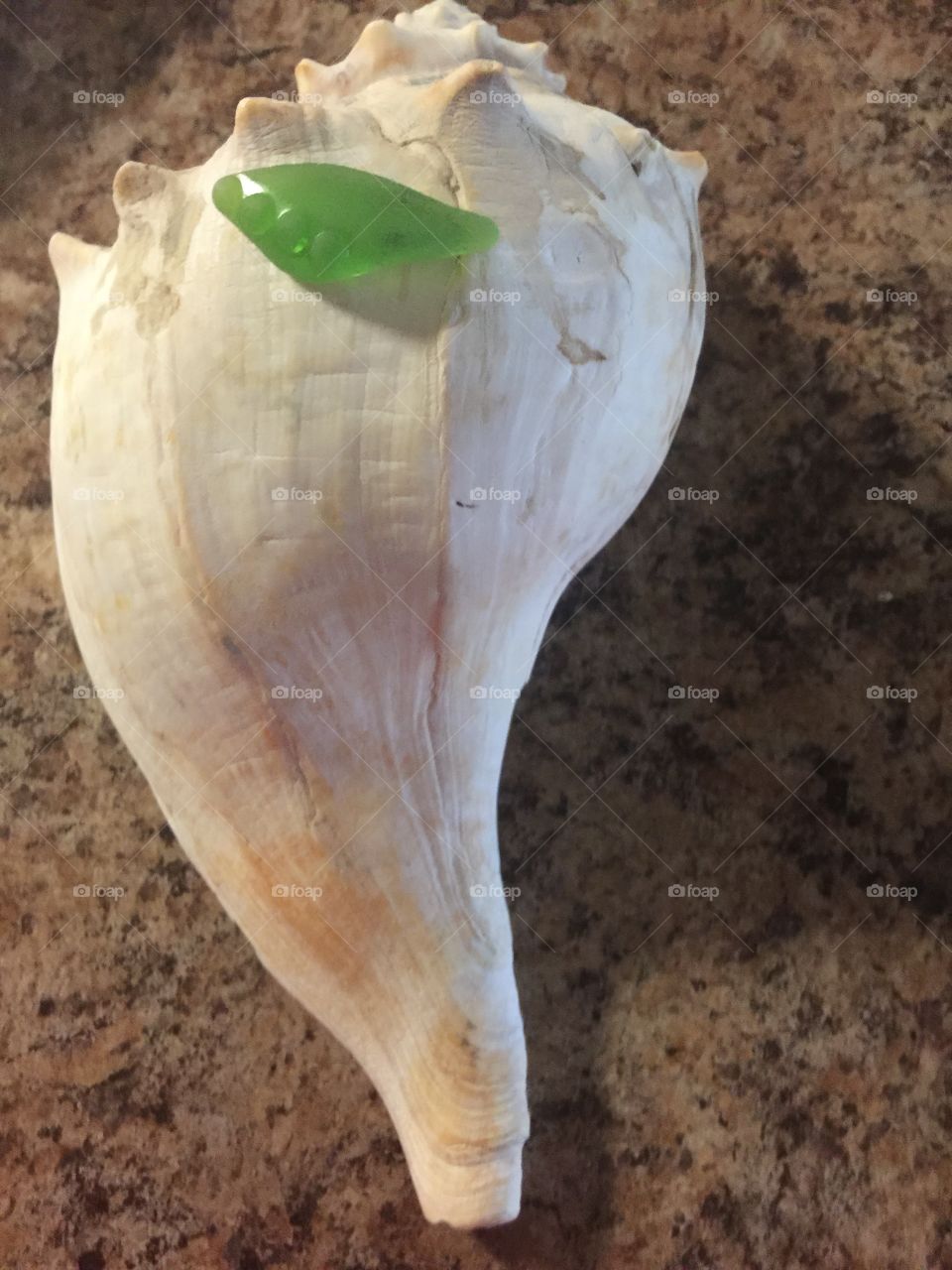 Beautiful lime green Seaglass on a whelk shell I found in Wildwood NJ Seaglass was found in East Point NJ
