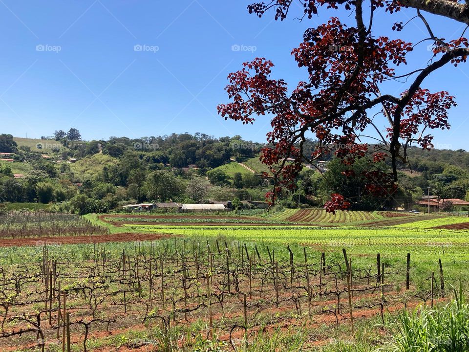 Olhe só que maravilha de paisagem: a horta está bonita…

Jundiaí e sua zona rural são incríveis.
