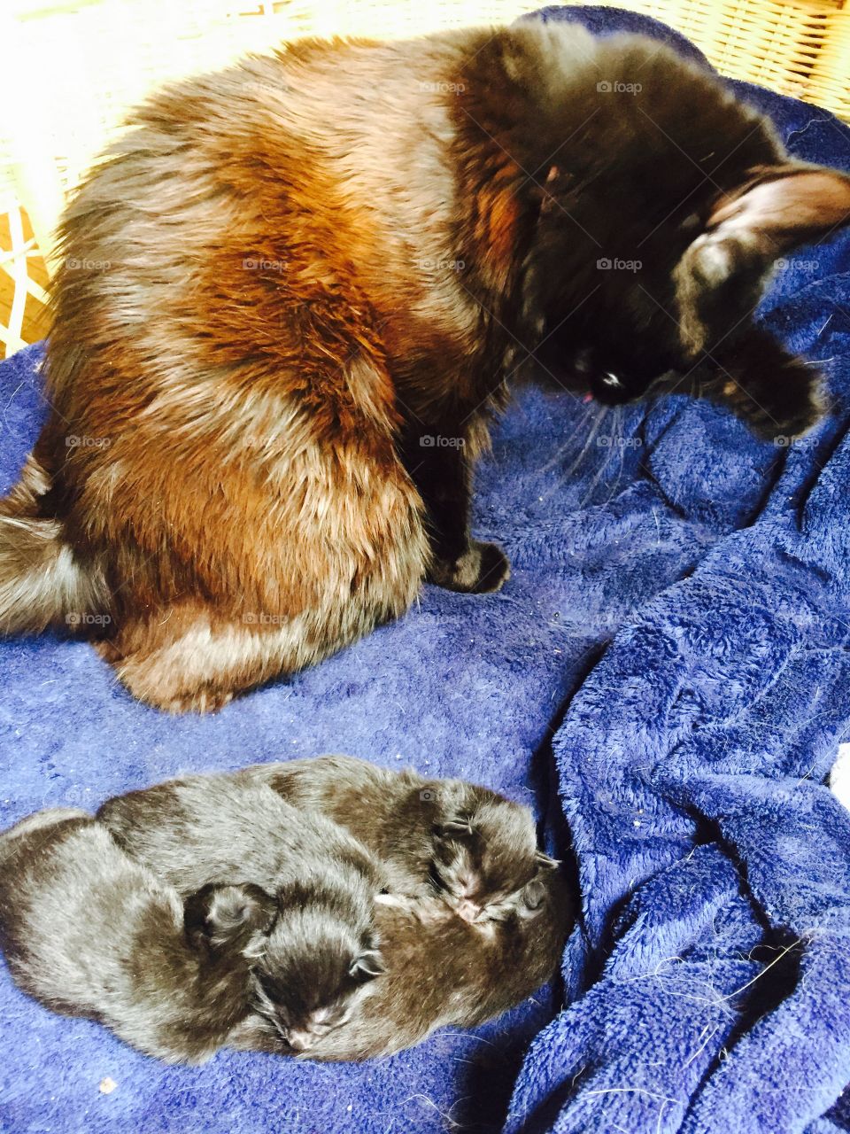 Mama kitty and her babies