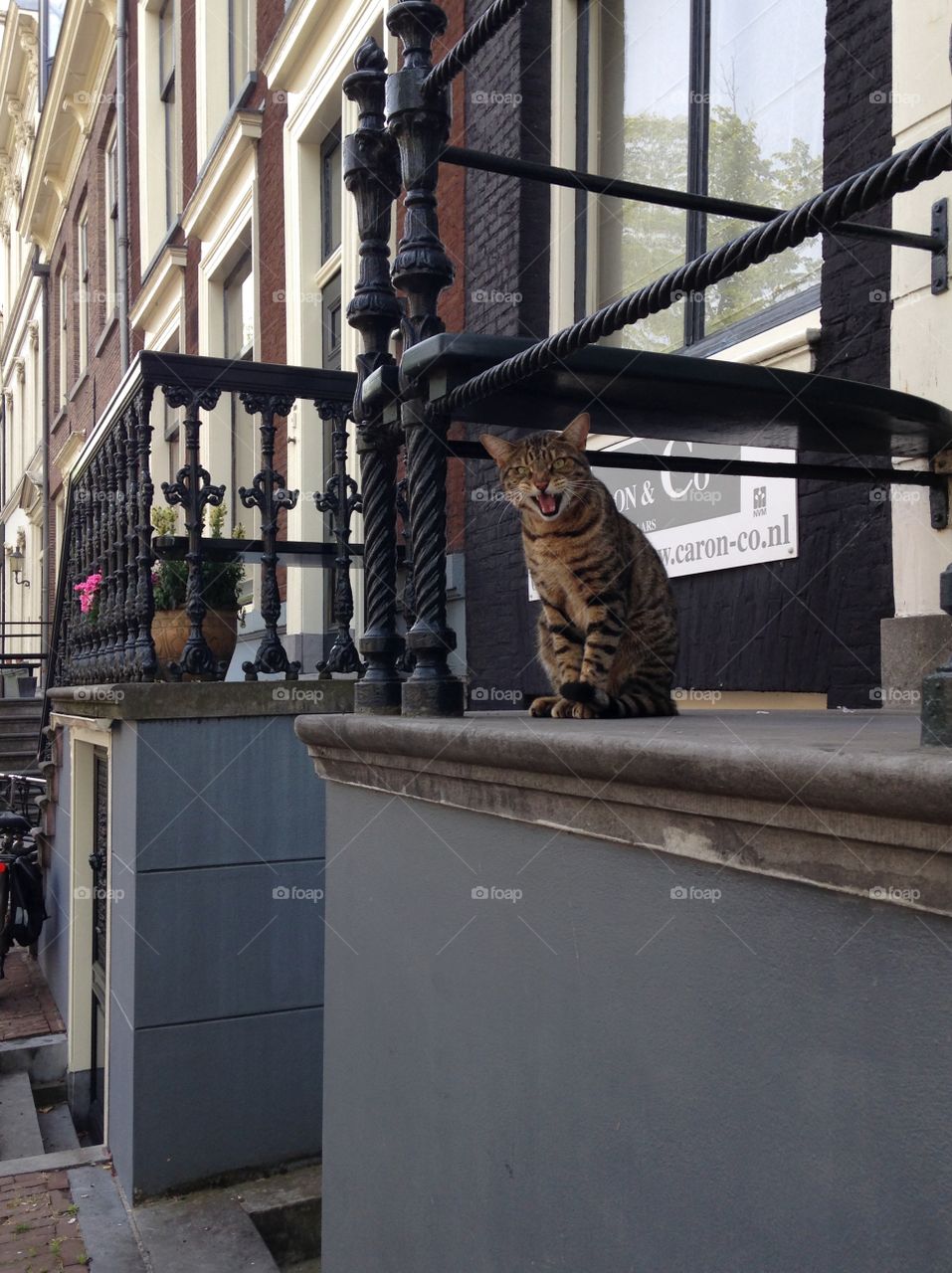 Kitty greeting (not hissing) us as we passed by. 