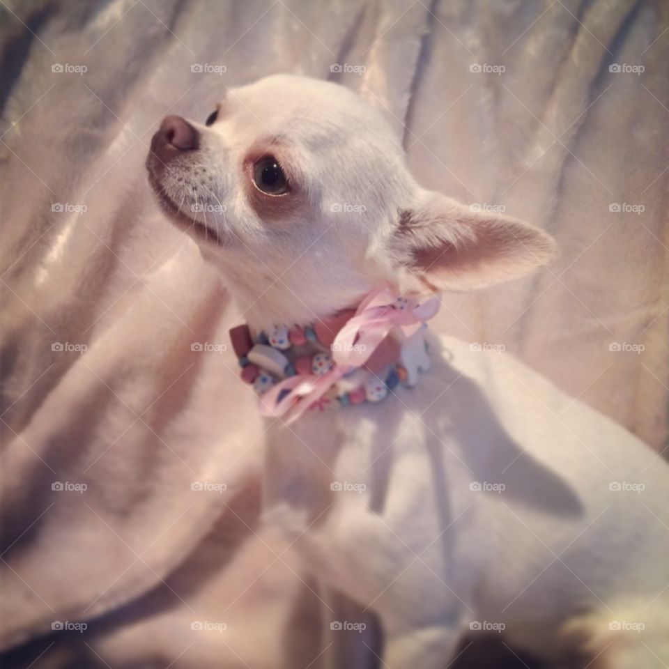 Dolly white chihuahua dog. My white chihuahua Dolly, KC registered