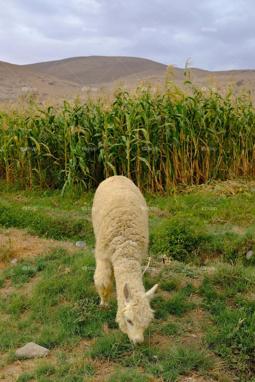 Domestic alpaca eating in a corn field