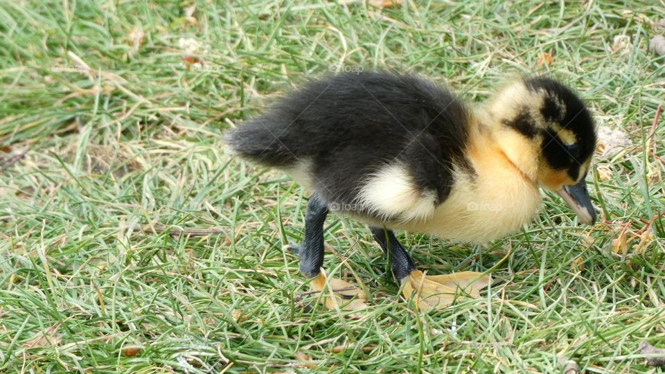 A duckling at the river 