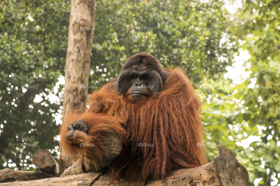 National Zoological Gardens of Sri Lanka