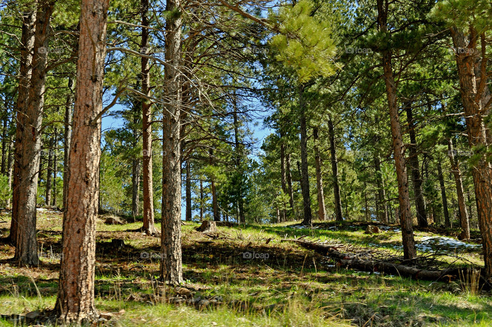 black hills by refocusphoto