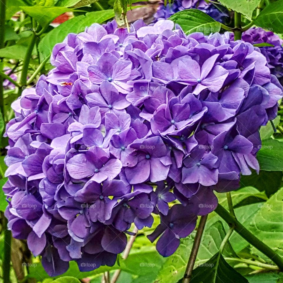Hydrangea