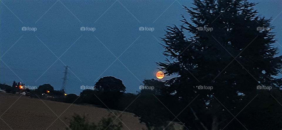 The moon rises and appears between the trees.