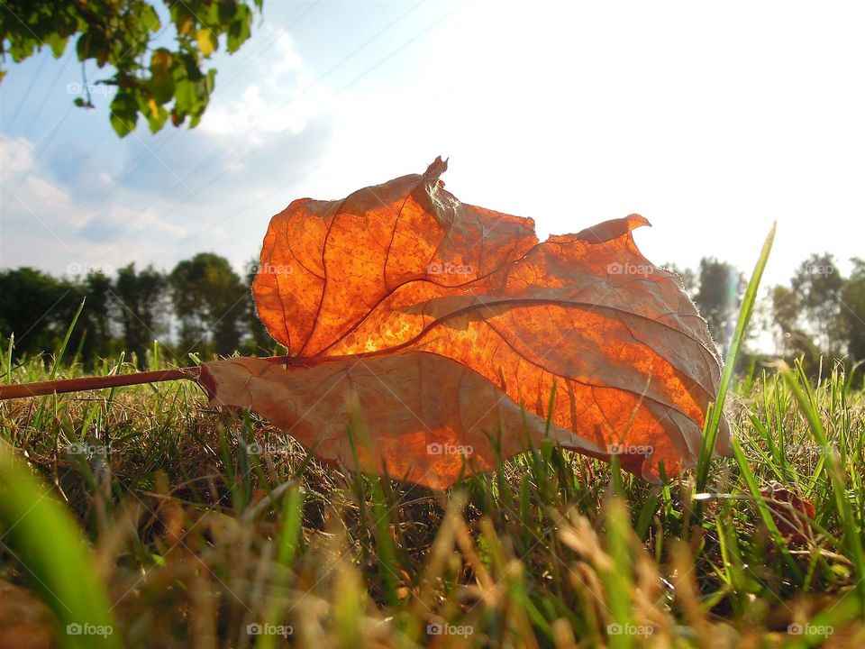 Herbstblatt Goldbraun