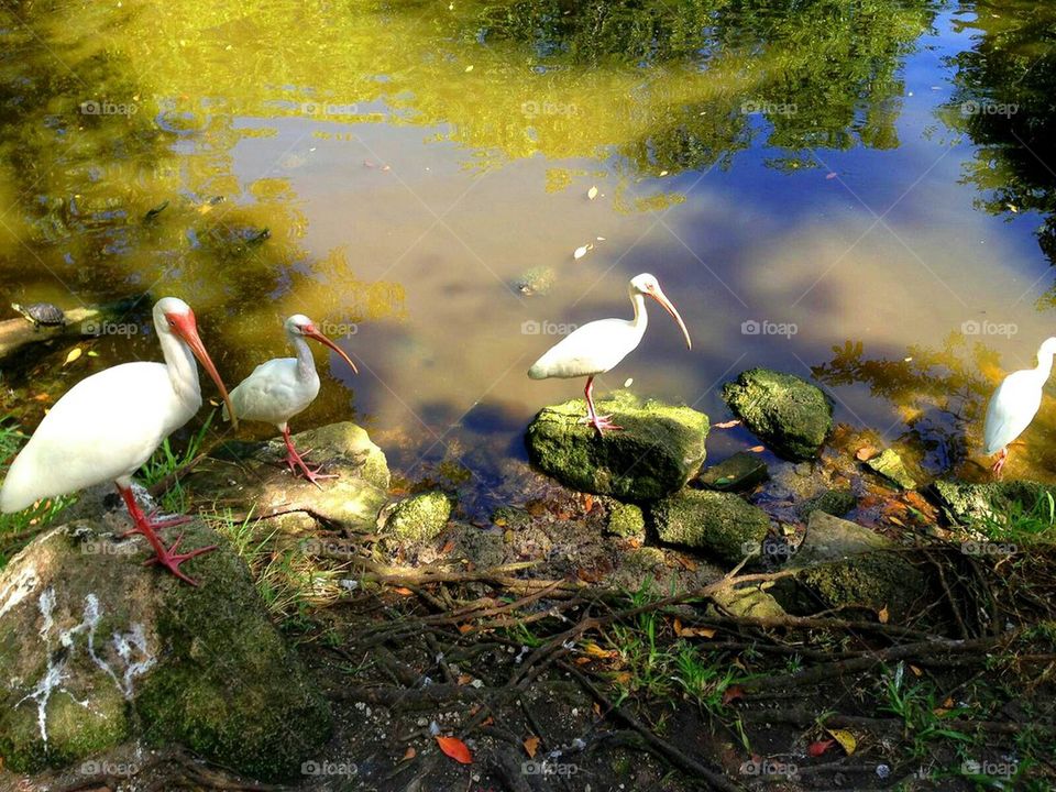 birds of Key West