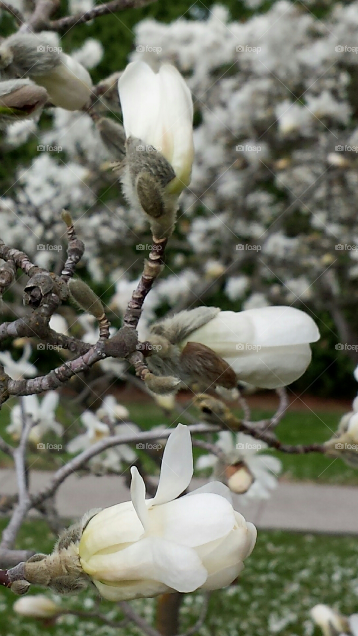 Blooming Magnolia Tree