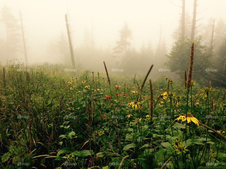 Landscape, Sun, Nature, Summer, No Person