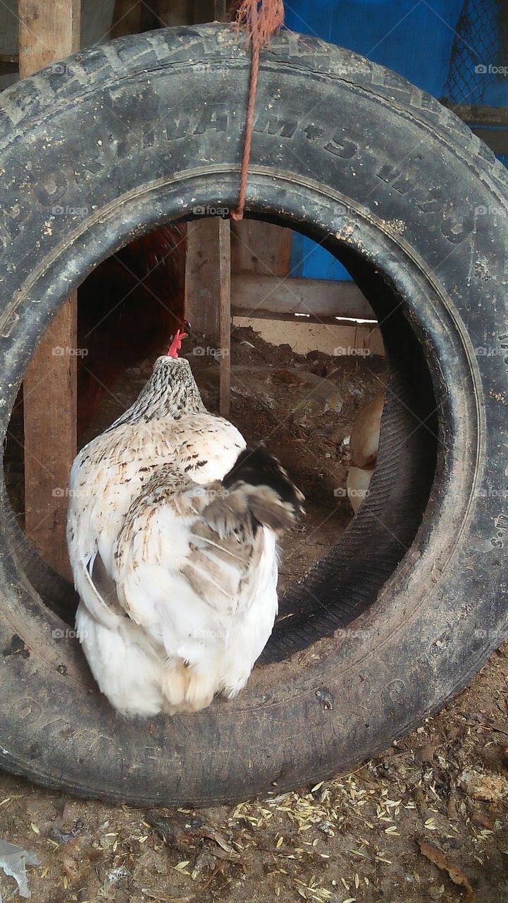 white chicken enters through black wheel.