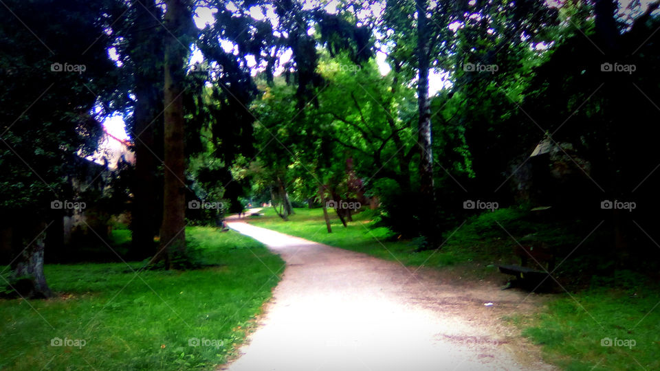 Walk Through The Park In The Green Nature
