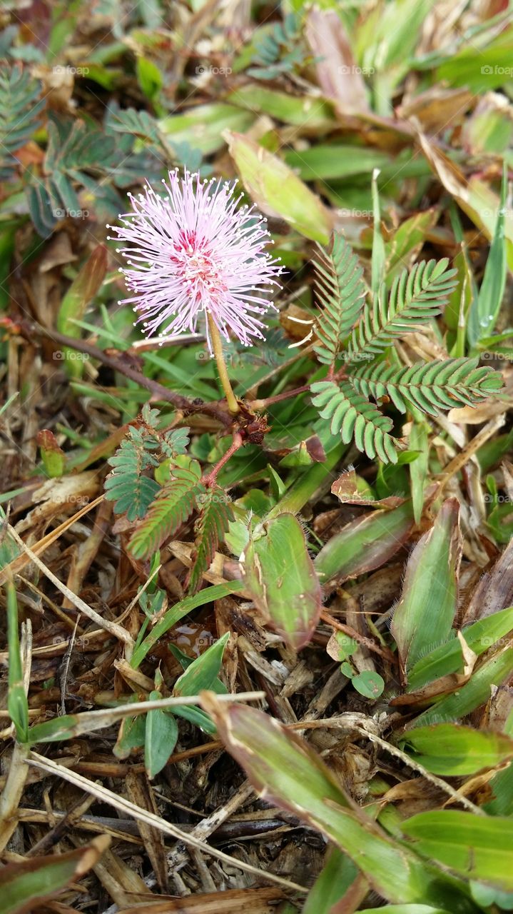 beauty amongst the prickles