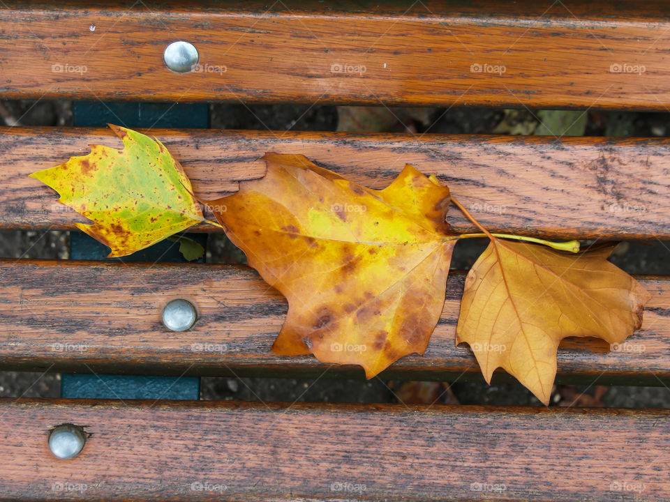 Autumn leaves