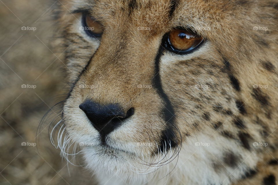 Detailed cheetah cub up close in slight profile
