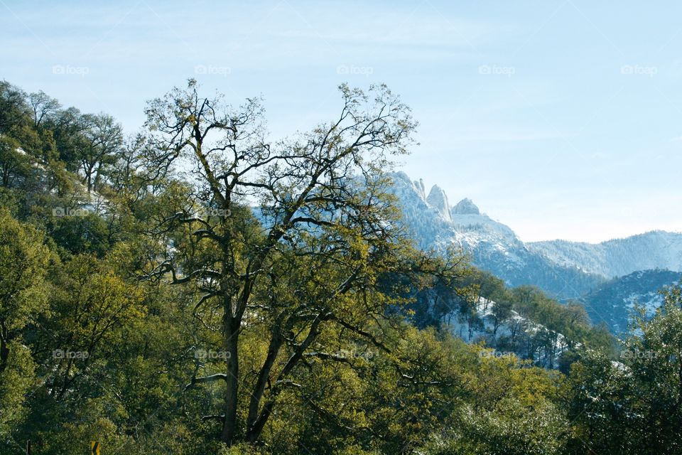 Mountain landscape with tree