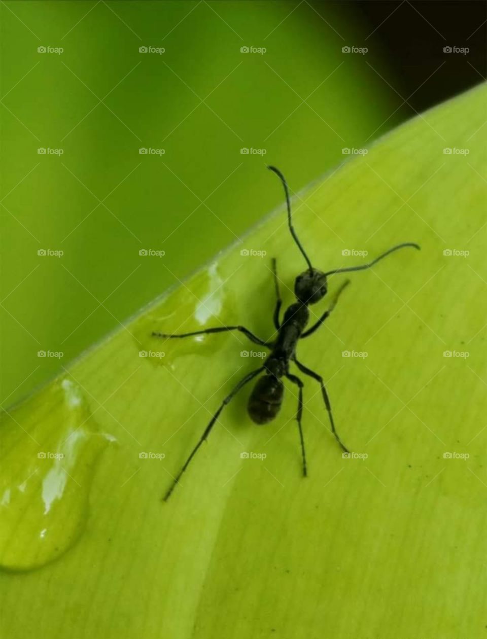 ant