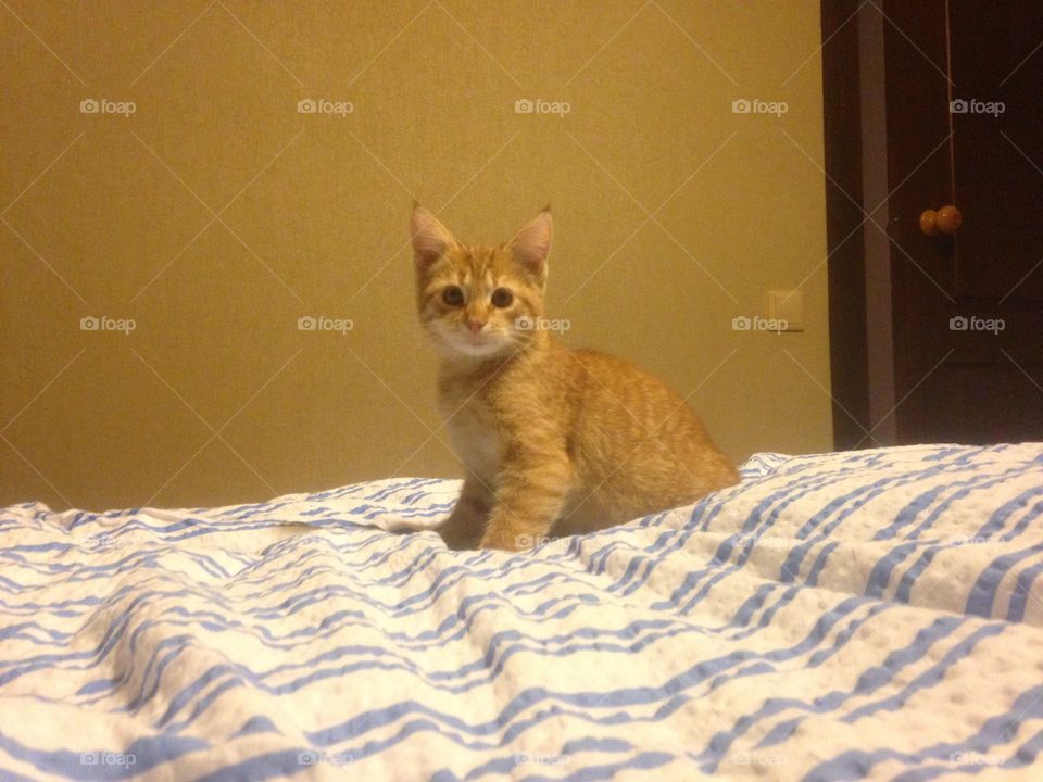 Cute red kitten on the bed 