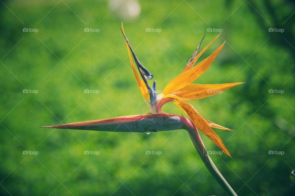 birds of paradise