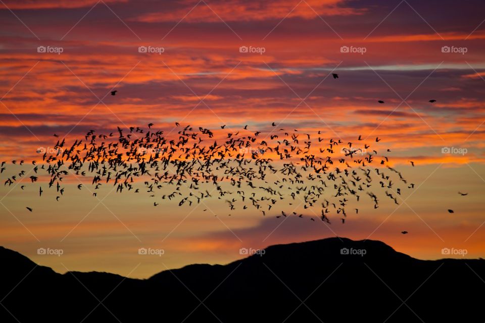 Flock of birds flying in the sky during sunrise