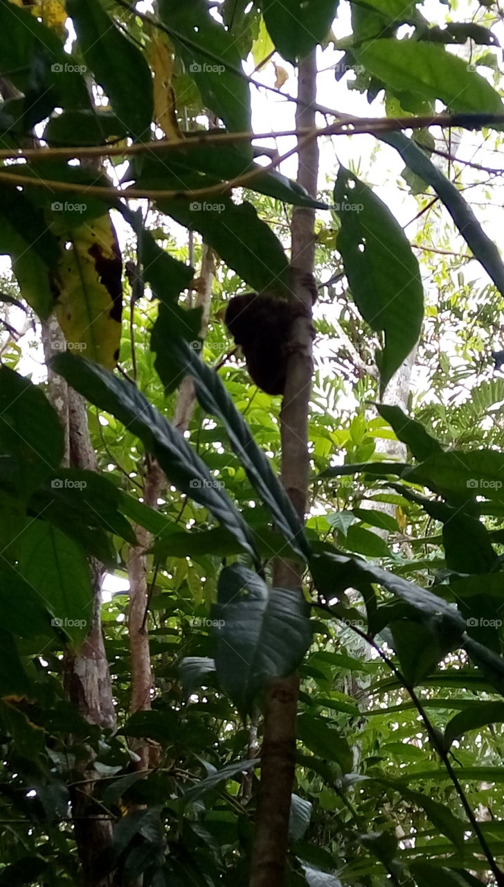 a tarsier hanging on a small Tree