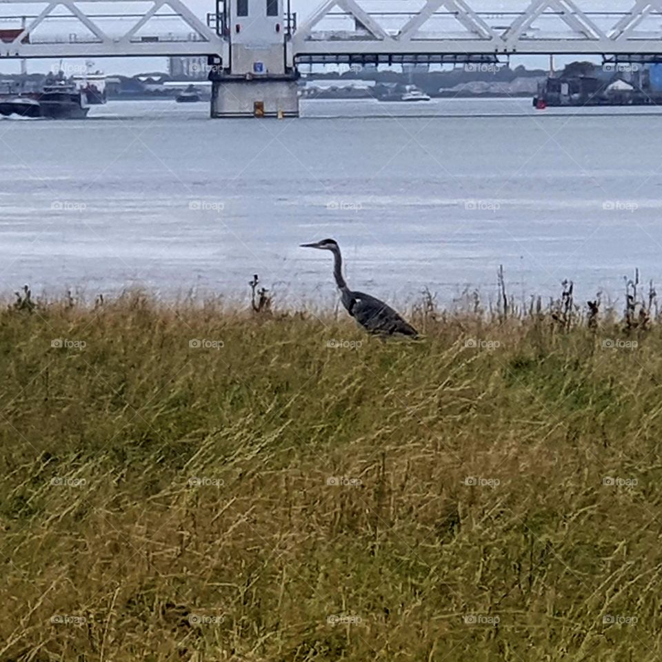 A heron on the grass along the old Maas Netherland